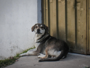 Denuncian nuevos casos de maltrato animal en Bogotá y exigen sanción