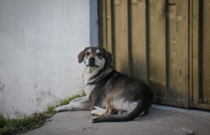 Denuncian nuevos casos de maltrato animal en Bogotá y exigen sanción