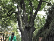 Alertan presunta tala de árboles por expansión urbana en Bogotá