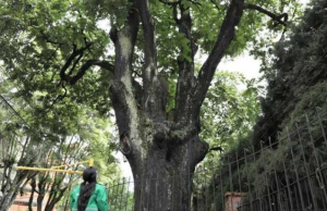 Alertan presunta tala de árboles por expansión urbana en Bogotá