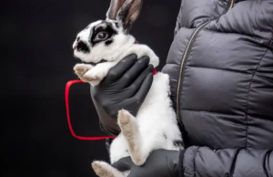 Reglamentan la prohibición de testeo cosmético en animales en Colombia