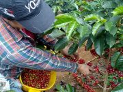 557.000 familias en riesgo si no se renueva contrato del Fondo Nacional del Café