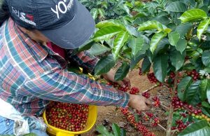 557.000 familias en riesgo si no se renueva contrato del Fondo Nacional del Café