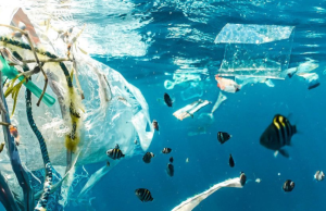 5 cosas que se necesita saber sobre plásticos en los océanos