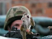 Cada 30 minutos, un animal sufre las consecuencias del conflicto armado colombiano: la realidad de las víctimas invisibles de la guerra