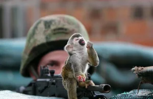 Cada 30 minutos, un animal sufre las consecuencias del conflicto armado colombiano: la realidad de las víctimas invisibles de la guerra