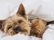 Mascotas conectadas: así transforma la tecnología el cuidado de perros y gatos