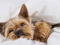 Mascotas conectadas: así transforma la tecnología el cuidado de perros y gatos