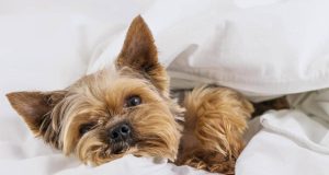 Mascotas conectadas: así transforma la tecnología el cuidado de perros y gatos