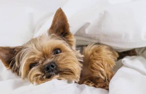 Mascotas conectadas: así transforma la tecnología el cuidado de perros y gatos