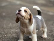 ‘La predicción de la adopción’, una iniciativa para impulsar la adopción responsable de perros rescatados durante el Mundial