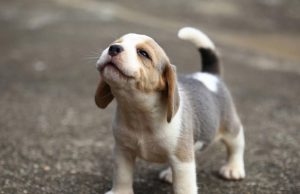 ‘La predicción de la adopción’, una iniciativa para impulsar la adopción responsable de perros rescatados durante el Mundial