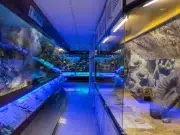 El océano llega a Bogotá: Museo del Mar de Utadeo celebrará una semana dedicada a que niños y familias conozcan más de la biodiversidad marina