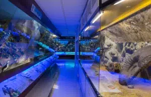 El océano llega a Bogotá: Museo del Mar de Utadeo celebrará una semana dedicada a que niños y familias conozcan más de la biodiversidad marina