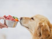 La ciencia detrás de los perros criollos: diversidad, adaptación y resistencia