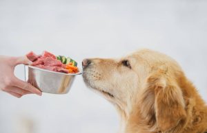 La ciencia detrás de los perros criollos: diversidad, adaptación y resistencia