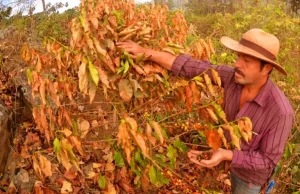 Gobierno confirma el inicio de El Niño en Colombia: llegó tres meses antes de lo esperado y podría convertirse en uno de los más intensos desde 1950
