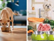La alimentación de su mascota: una decisión que no se puede tomar a la ligera