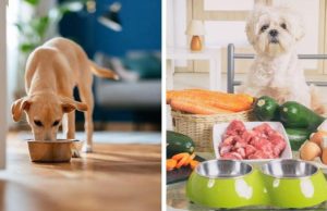 La alimentación de su mascota: una decisión que no se puede tomar a la ligera