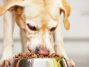 Cinco mitos sobre la alimentación de los cachorros que podrían afectar su desarrollo