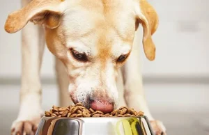 Cinco mitos sobre la alimentación de los cachorros que podrían afectar su desarrollo