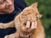 Esto dice el veterinario Carlos Gutiérrez sobre los gatos naranjas: ‘Son en realidad atigrados y eso los hace ser muy familiares’