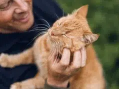 Esto dice el veterinario Carlos Gutiérrez sobre los gatos naranjas: ‘Son en realidad atigrados y eso los hace ser muy familiares’