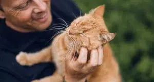 Esto dice el veterinario Carlos Gutiérrez sobre los gatos naranjas: ‘Son en realidad atigrados y eso los hace ser muy familiares’