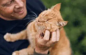 Esto dice el veterinario Carlos Gutiérrez sobre los gatos naranjas: ‘Son en realidad atigrados y eso los hace ser muy familiares’
