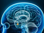 Descubren un ‘interruptor’ cerebral clave en el autismo y la esquizofrenia