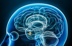 Descubren un ‘interruptor’ cerebral clave en el autismo y la esquizofrenia