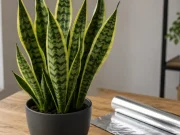 Lengua de suegra: los lugares de la casa donde no se recomienda tenerla, según el Feng Shui