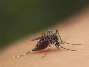 ¿Por qué los mosquitos pican más a unas personas que a otras? Esto dicen los expertos