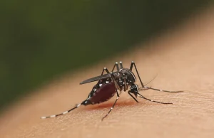 ¿Por qué los mosquitos pican más a unas personas que a otras? Esto dicen los expertos