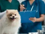 Alertan por procedimientos veterinarios en lugares no autorizados: claves para elegir una clínica adecuada
