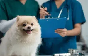 El sobrepeso en su perro puede dejarlo ciego: el estudio que vincula los kilos de más con el glaucoma canino
