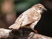 Contra la extinción: el pinzón de manglar alcanza su mejor temporada reproductiva en más de una década