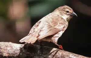 Contra la extinción: el pinzón de manglar alcanza su mejor temporada reproductiva en más de una década