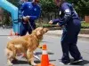 Ciclovía de Bogotá tendrá estaciones para mascotas hasta 2026: orientación veterinaria, nutrición y actividades gratuitas