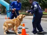 Ciclovía de Bogotá tendrá estaciones para mascotas hasta 2026: orientación veterinaria, nutrición y actividades gratuitas