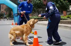 Ciclovía de Bogotá tendrá estaciones para mascotas hasta 2026: orientación veterinaria, nutrición y actividades gratuitas