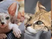 Las razas de gatos más exclusivas y caras del mundo en 2026: precios, características y advertencias que debe conocer antes de comprar