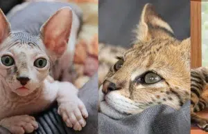 Las razas de gatos más exclusivas y caras del mundo en 2026: precios, características y advertencias que debe conocer antes de comprar