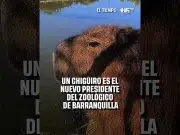 Un capibara es el nuevo presidente del Zoológico de Barranquilla