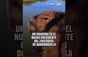 Un capibara es el nuevo presidente del Zoológico de Barranquilla