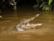 En video: Caimanes llaneros volvieron a recibir alimentación este jueves tras medidas tomadas por el Ministerio de Ambiente