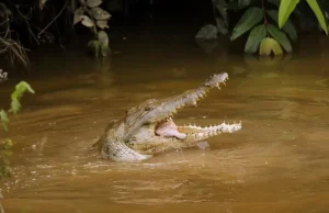 En video: Caimanes llaneros volvieron a recibir alimentación este jueves tras medidas tomadas por el Ministerio de Ambiente