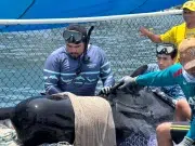 Ballena piloto rescatada en el Magdalena falleció tras ingresar en estado crítico al centro de rehabilitación