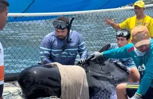 Ballena piloto rescatada en el Magdalena falleció tras ingresar en estado crítico al centro de rehabilitación
