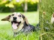 ¿Por qué los perros comen pasto y cuándo debe ser motivo de preocupación?